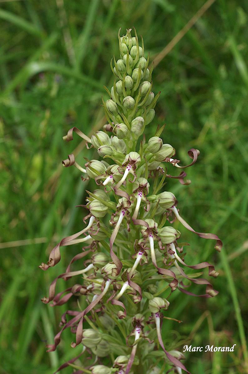 Himantoglossum hircinum Orchis bouc 2022 05 22 Montesquiou 16