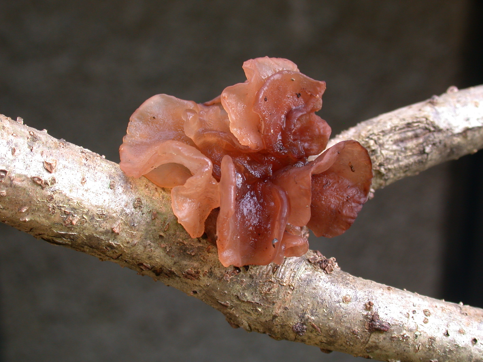 T frondosa 12 03 2016 Souyeaux St ochroc DSCN6426