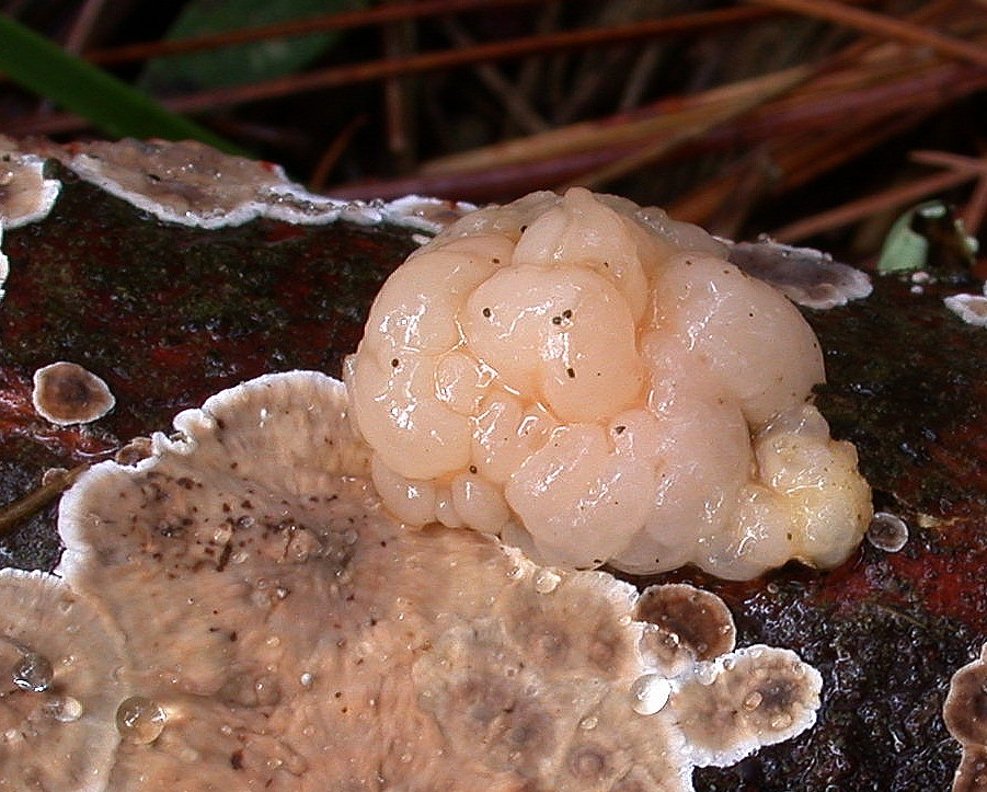 Tremella encephala 11 11 2017 DSCN7695 2+