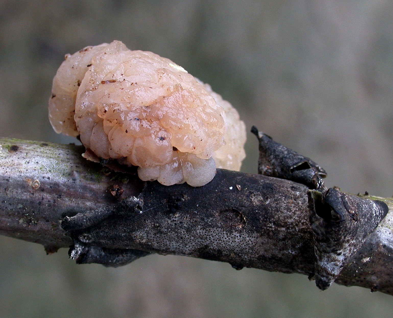 Tremella indecorata 22 01 2018 OSSUN (2)