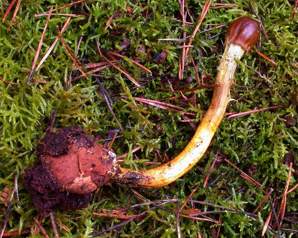 Cordyceps capitata