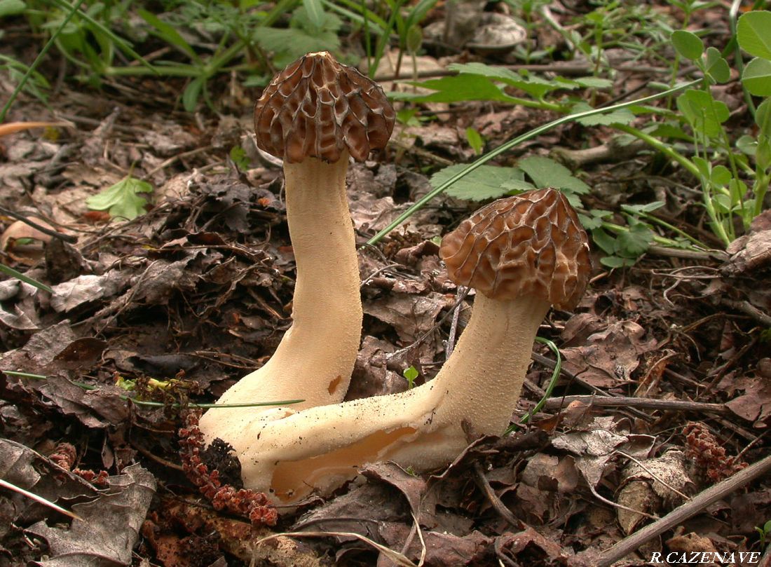 Mitrophora semilibera 2