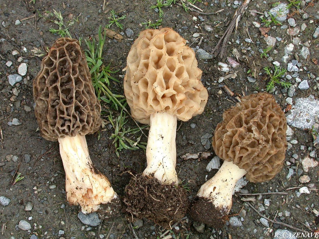 Morchella esculenta 02 05 04 Este Aneou 2