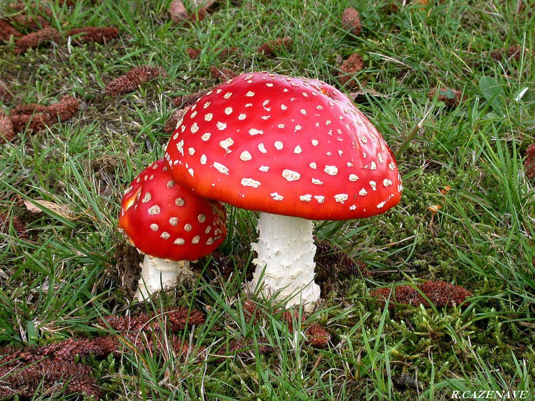 Amanita muscaria f. flavivolvata