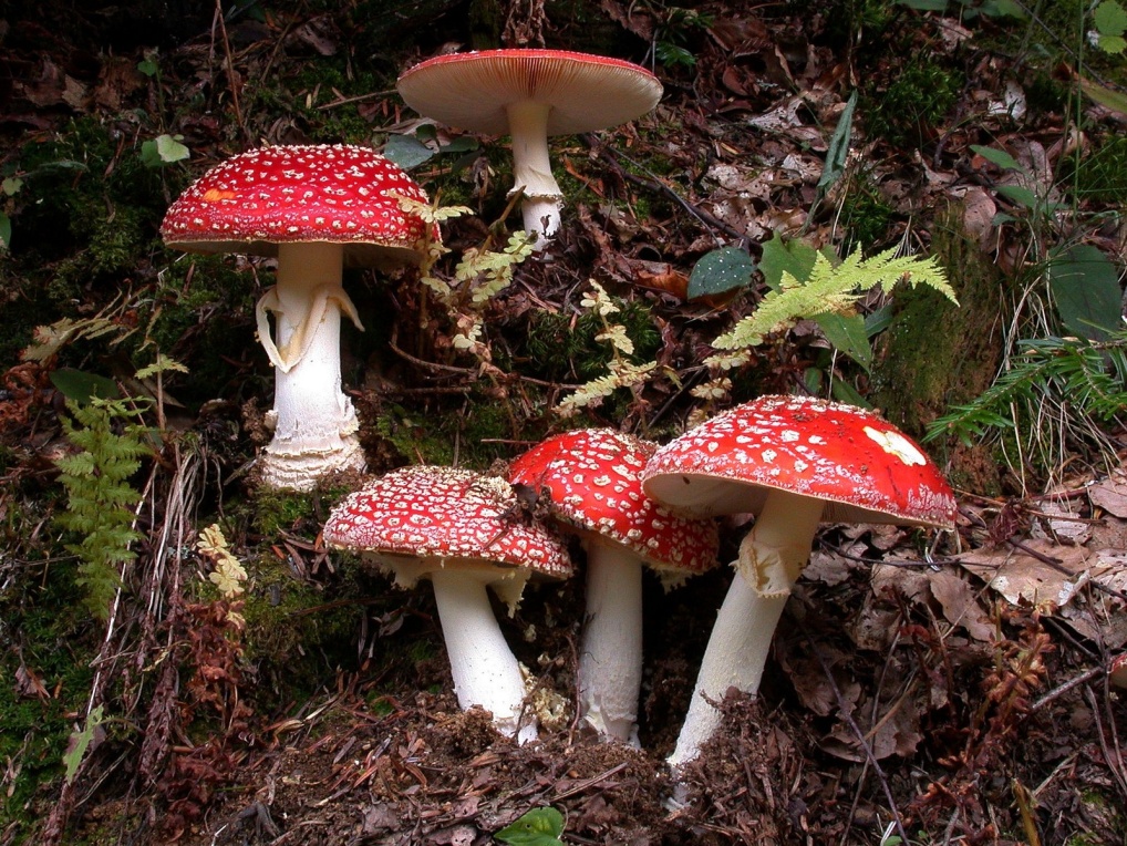 Amanita muscaria f. flavivolvata