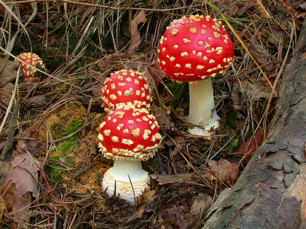 Amanita muscaria f. flavivolvata