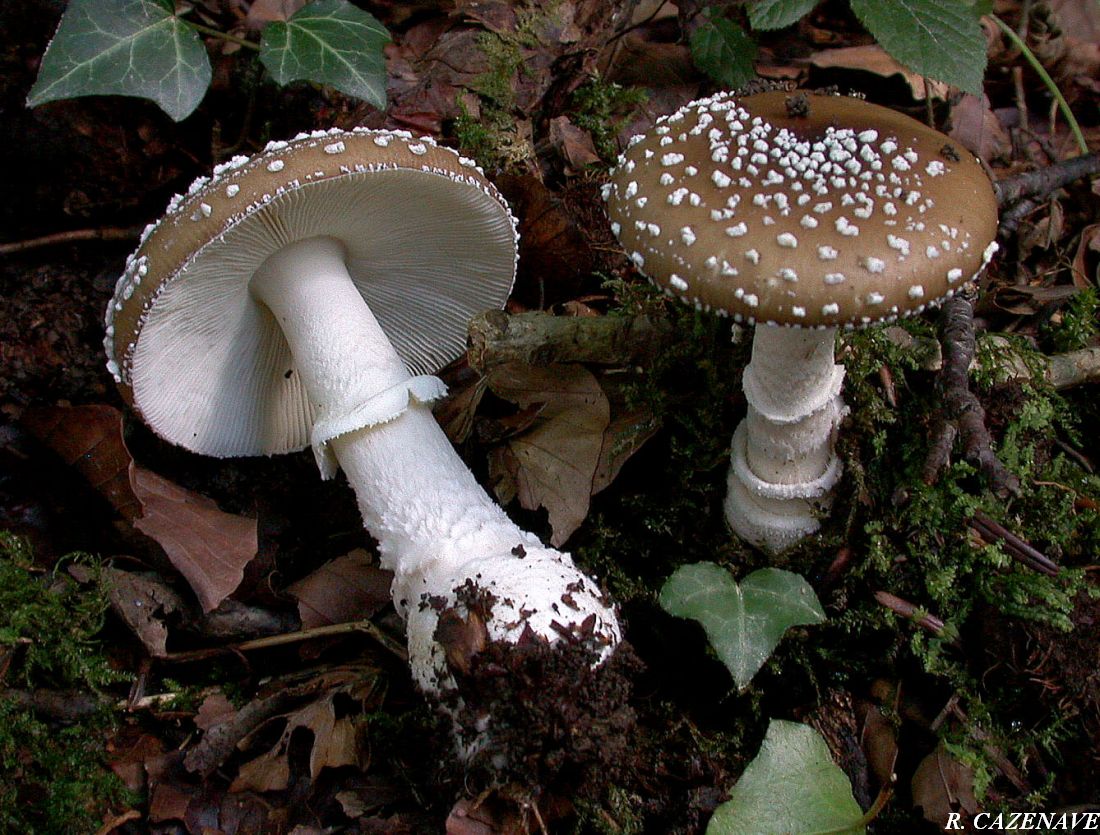 Amanita pantherina f.abietum