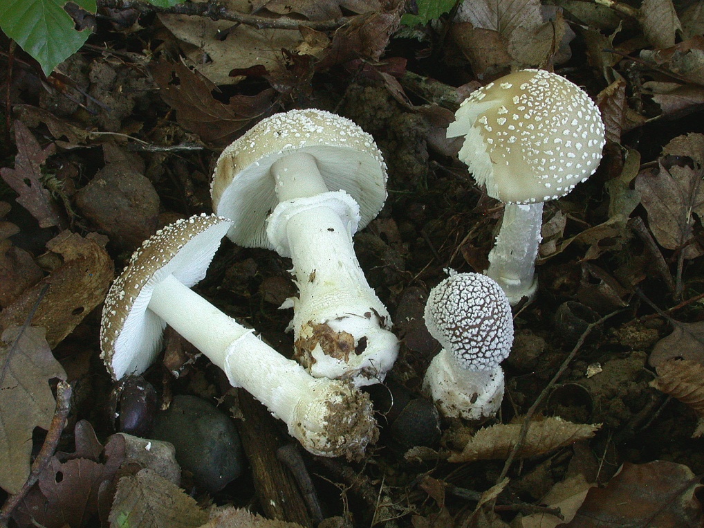 Amanita pantherina f.abietum