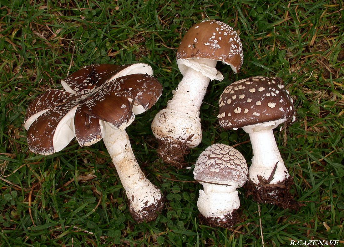 Amanita pantherina f.abietum