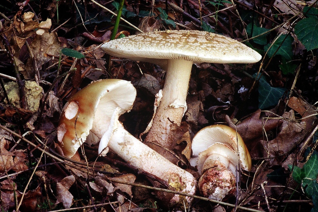 Amanita rubescens