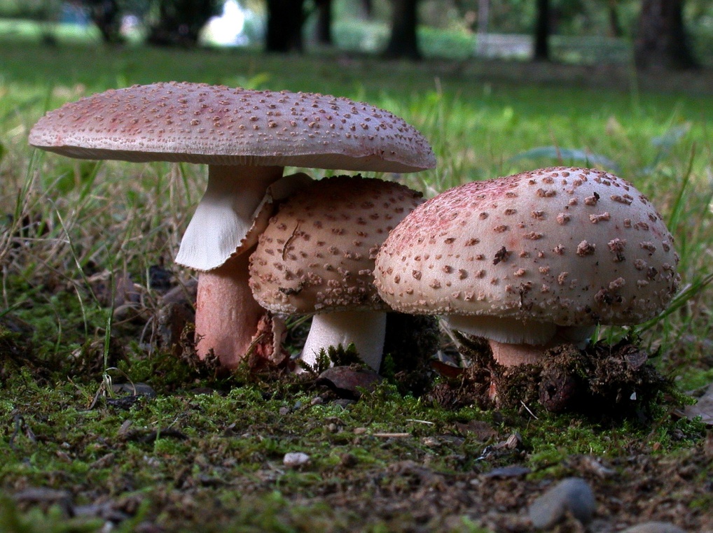 Amanita rubescens