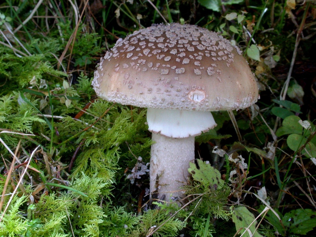 Amanita rubescens