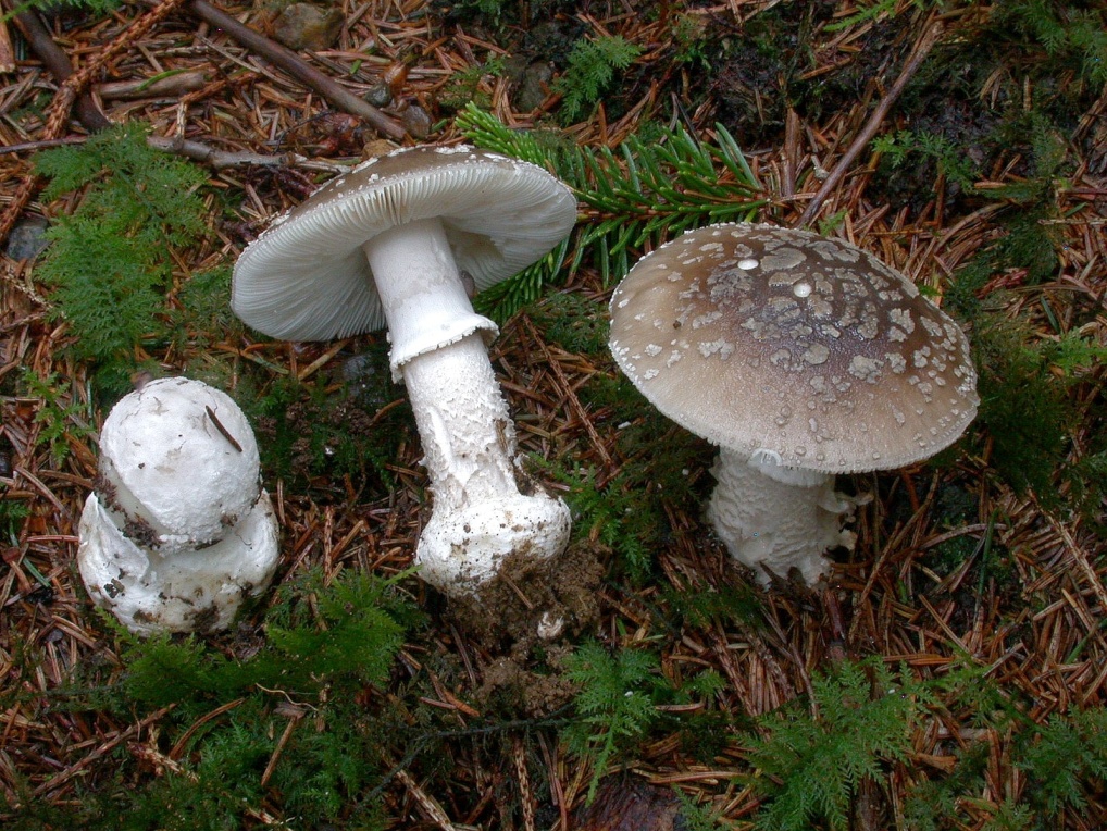 Amanita spissa