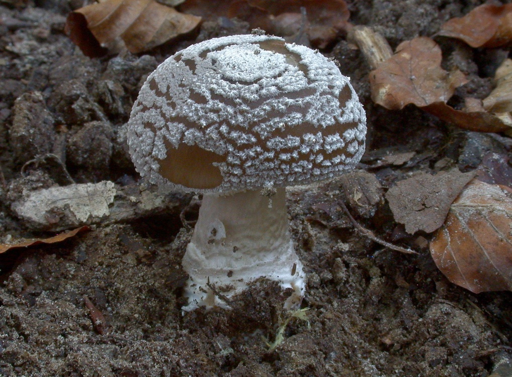 Amanita spissa