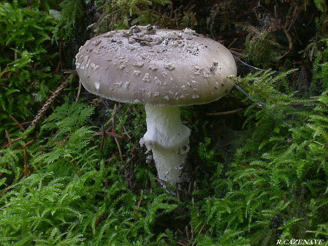 Amanita spissa