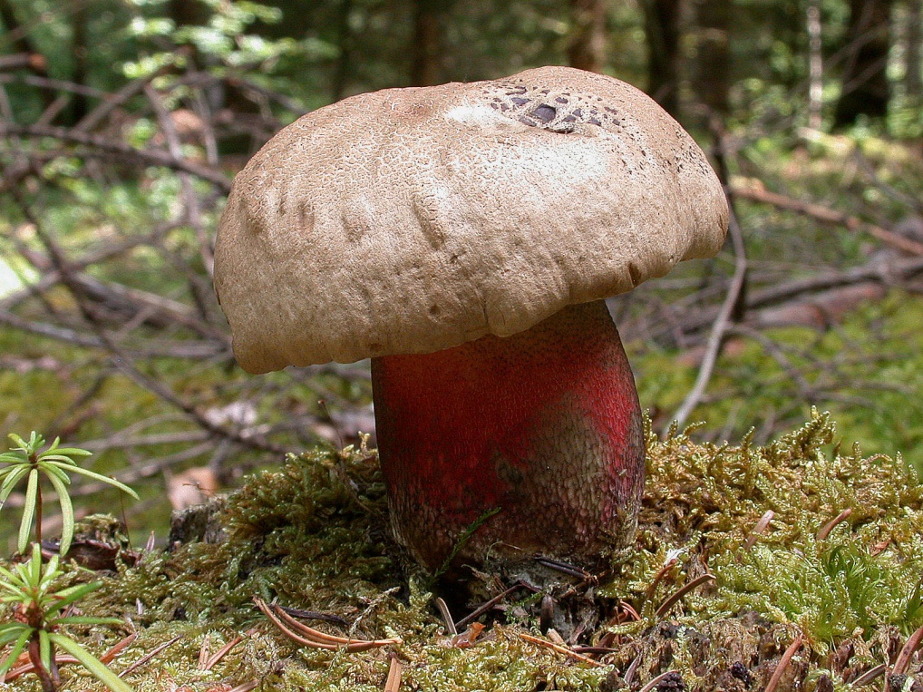 Boletus calopus 1