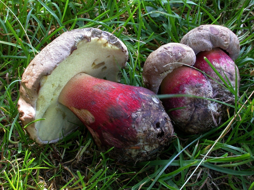 Boletus calopus 2