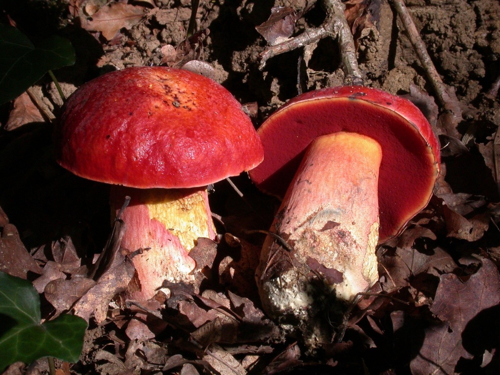 Boletus dupainii 1