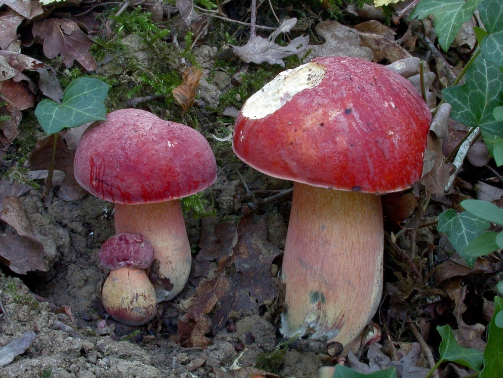 Boletus dupainii 2