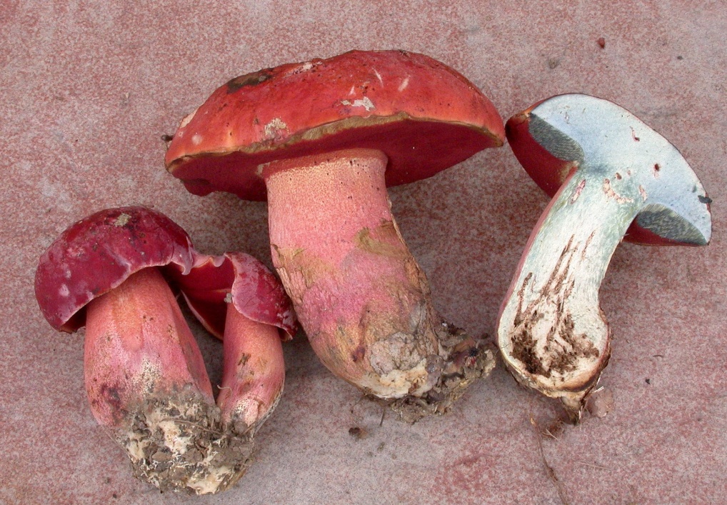 Boletus dupainii 3