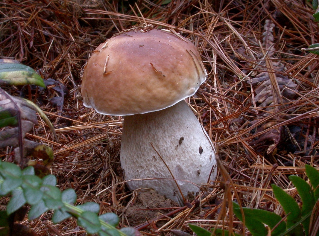 Boletus edulis 1