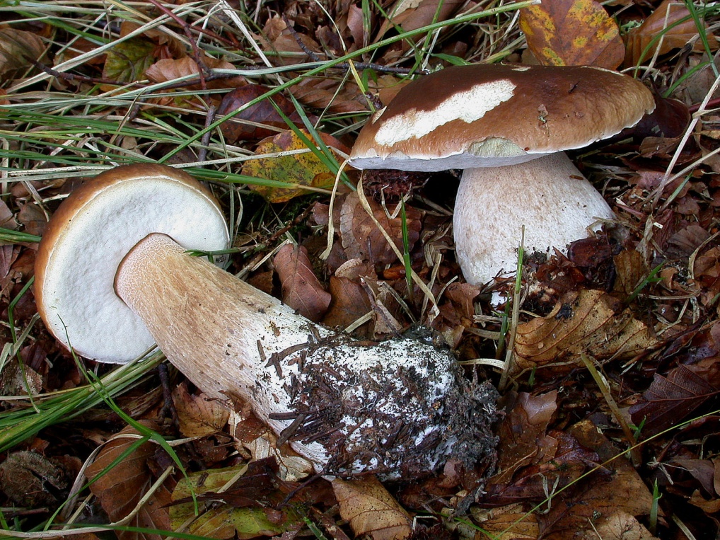 Boletus edulis 2