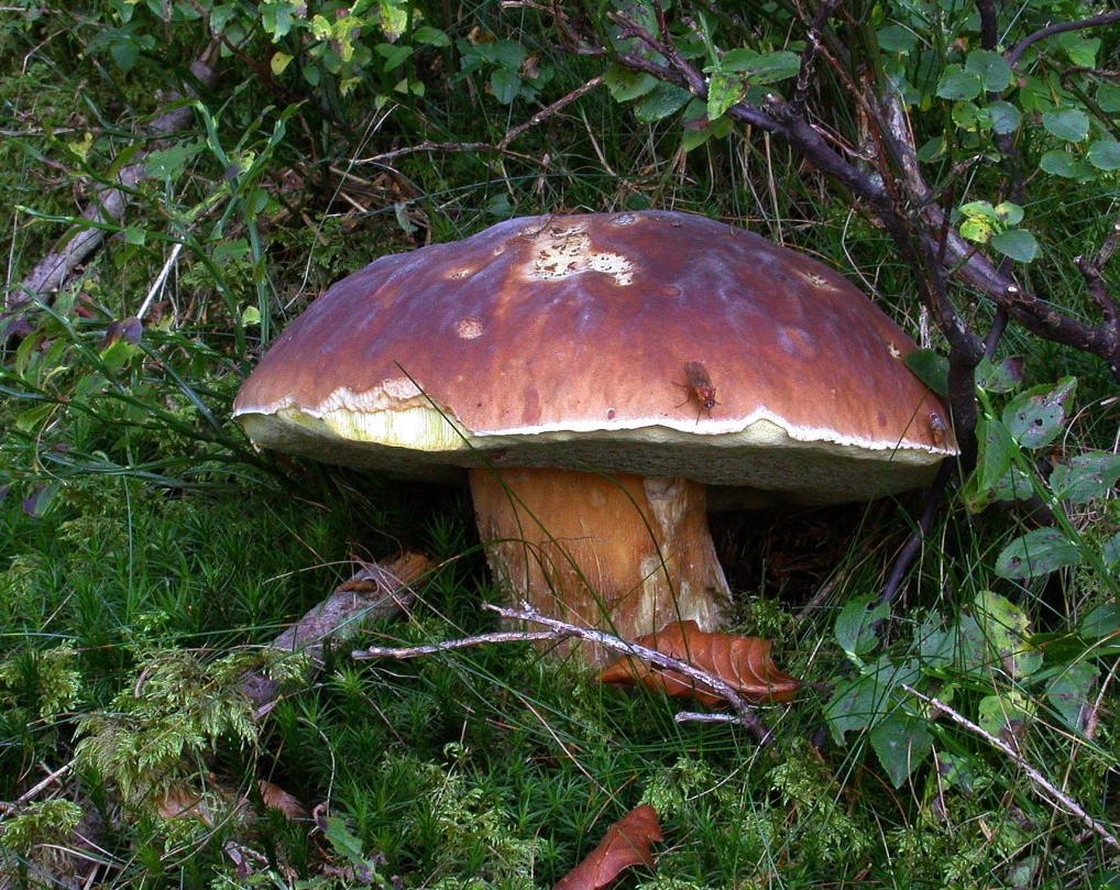 Boletus edulis 3