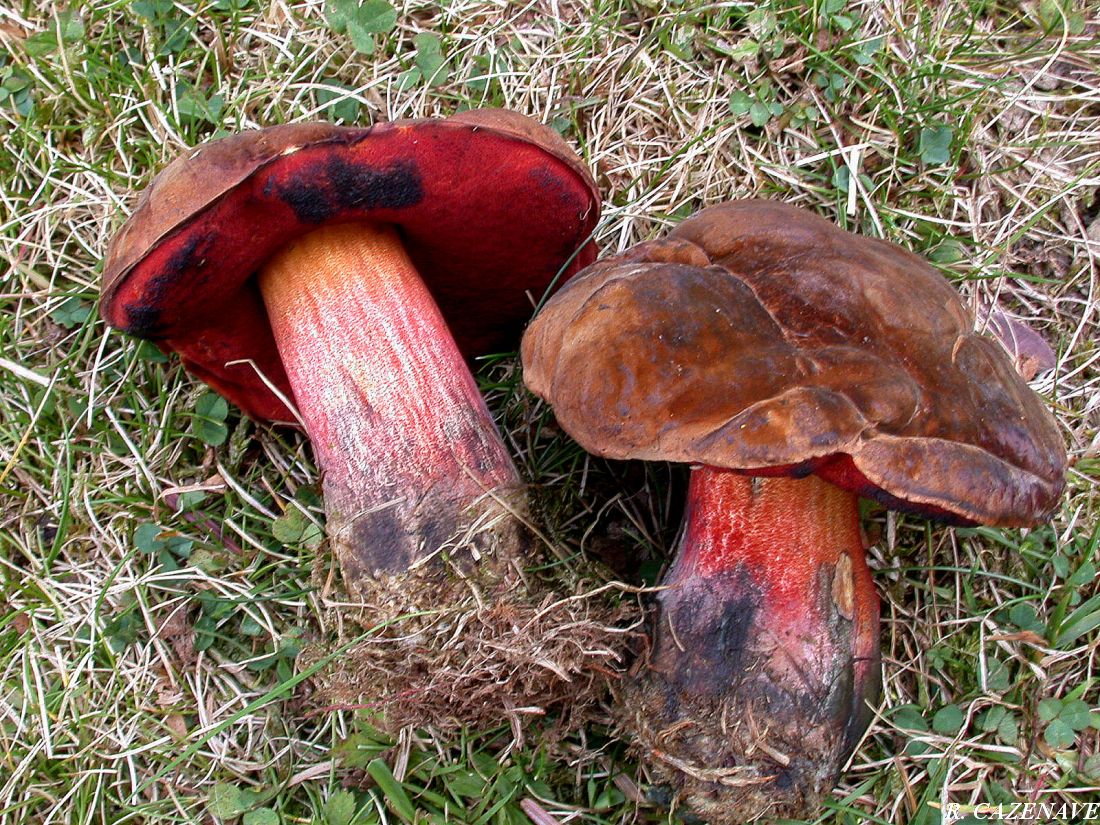 Boletus erythropus 15 09 05 Pl ESQUIOU