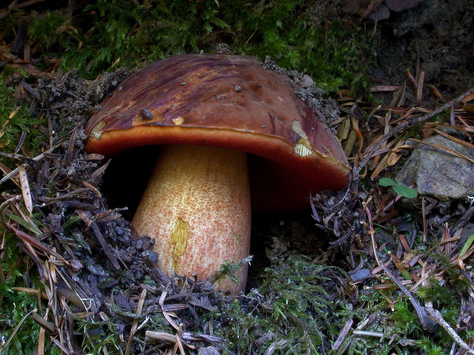 Boletus erythropus 30 08 09 Rioumajou 