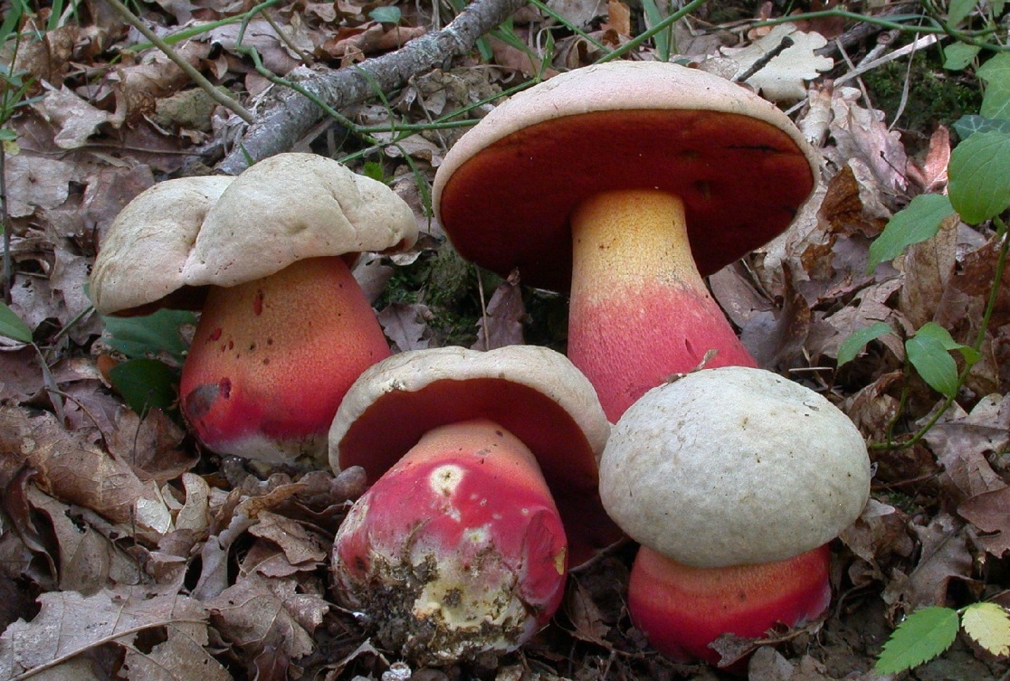 Boletus legalie 1