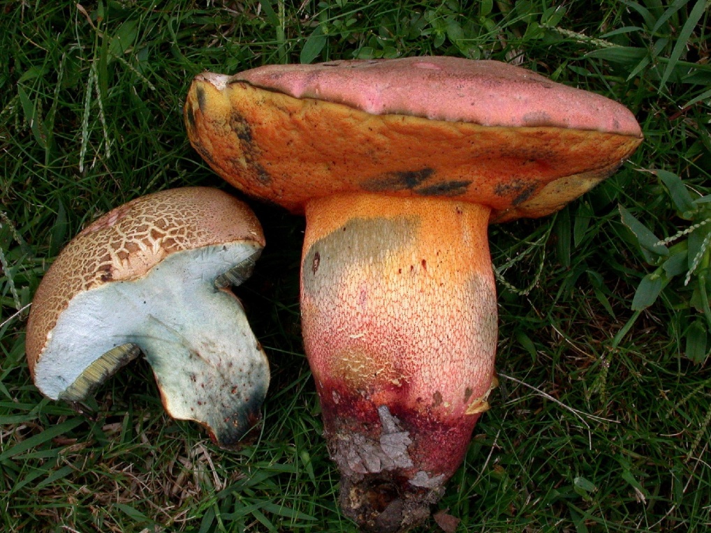 Boletus legalie 2