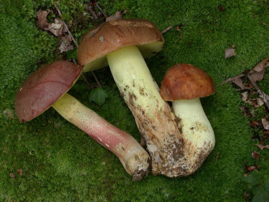 Boletus pseudoregius 2