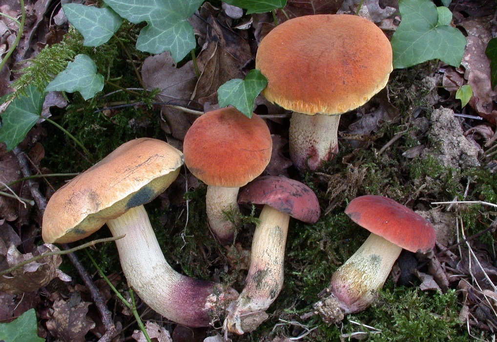 Boletus queletii 1