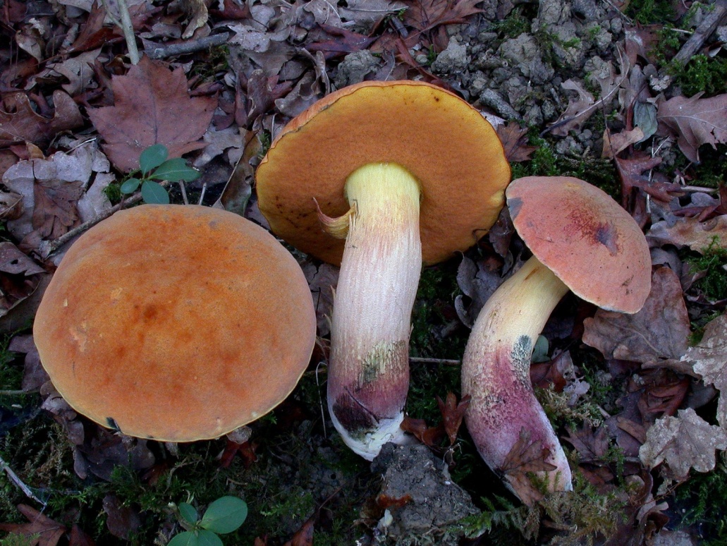 Boletus queletii 2