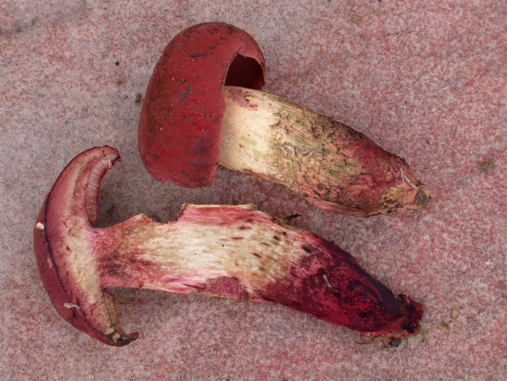 Boletus queletii 3