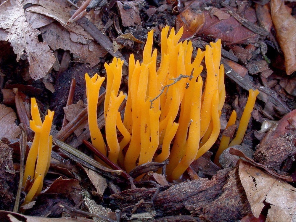 Calocera viscosa 23 09 11 Plaine dEsquiou