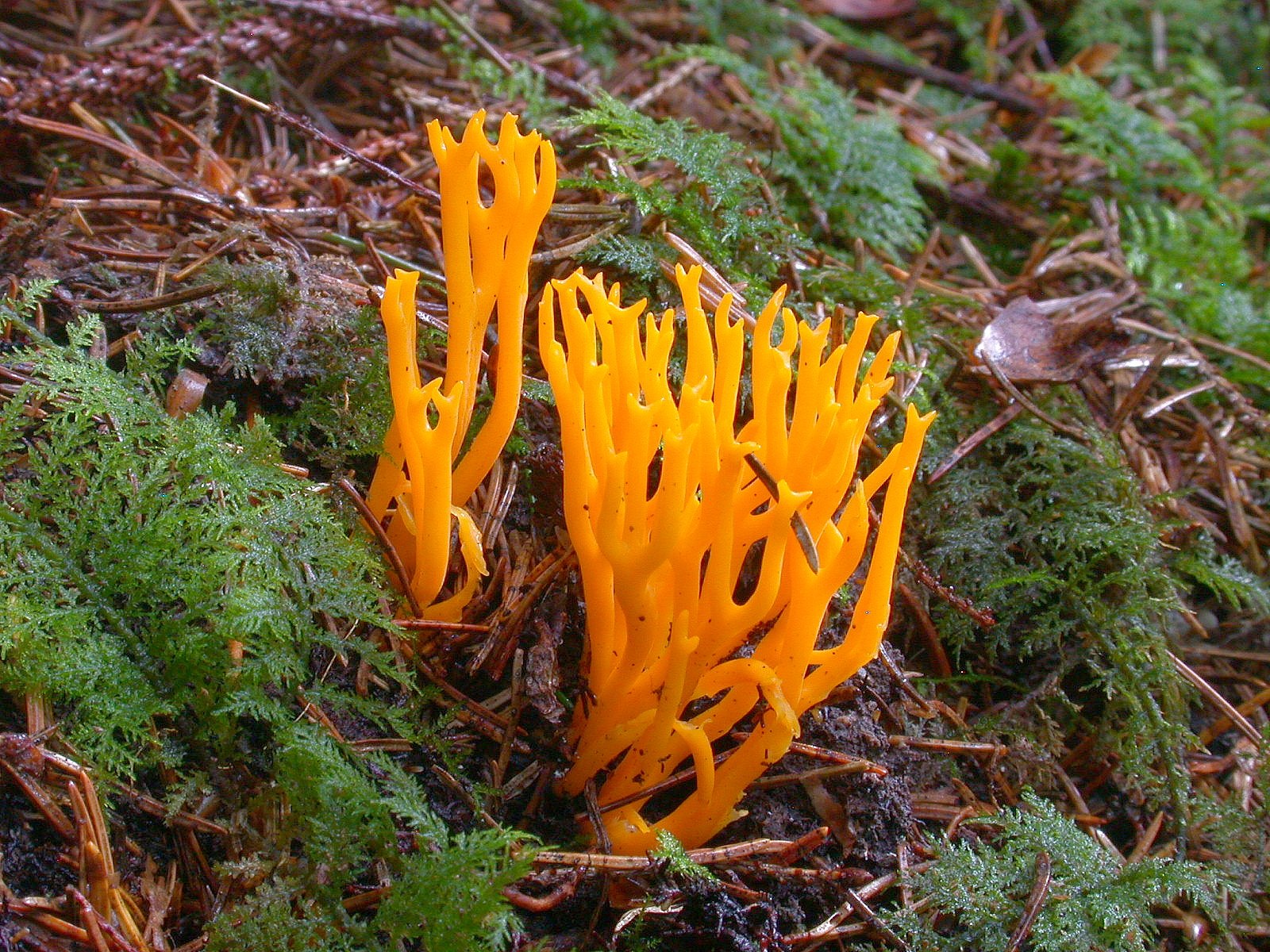 Calocera viscosa 29 06 08 Bergons 1