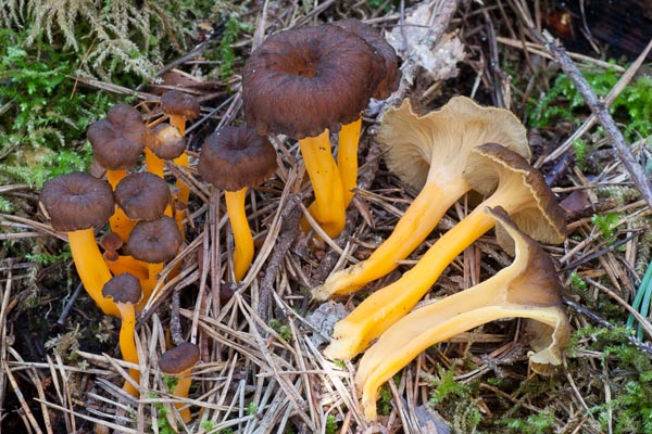 Craterellus lutescens 1