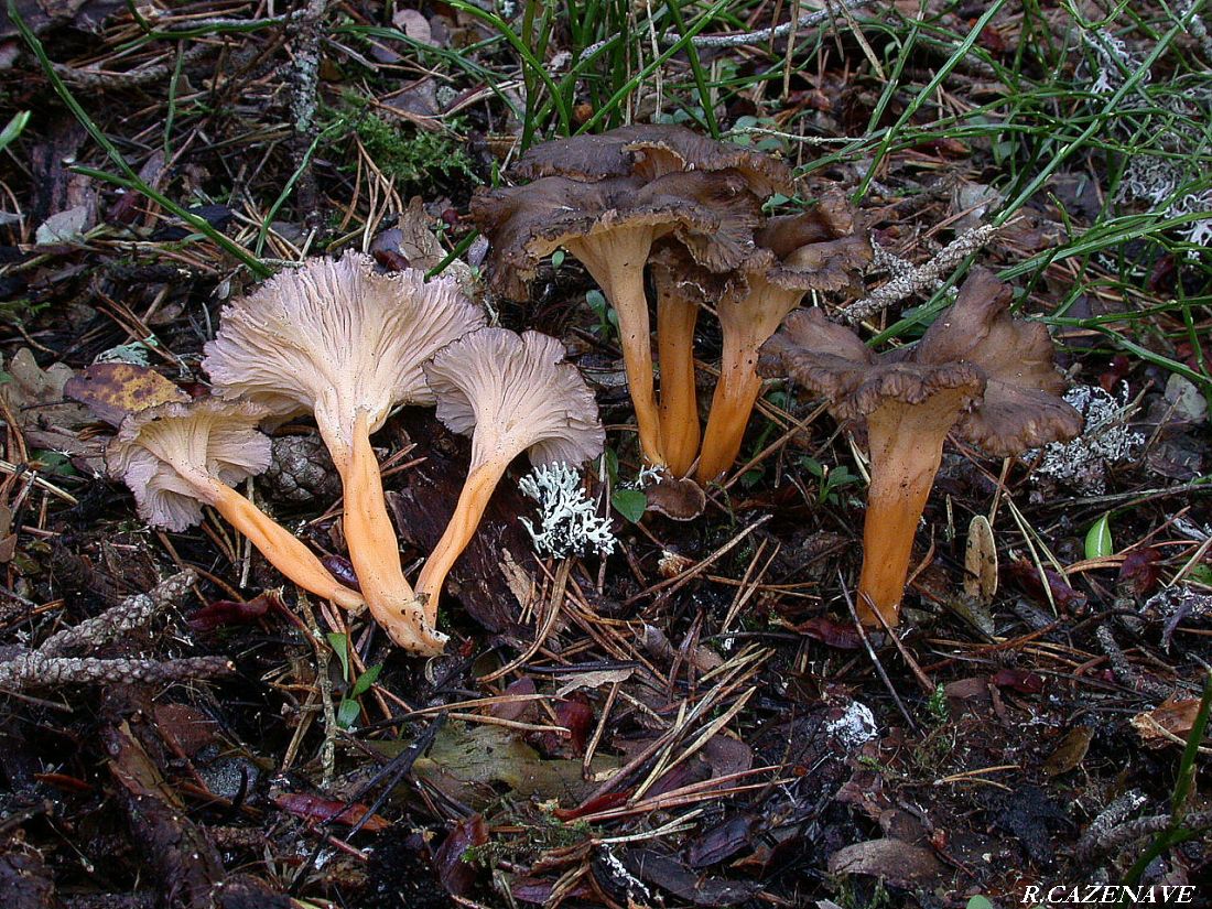 Craterellus lutescens 2