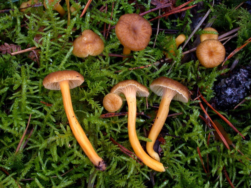 Craterellus tubaeformis