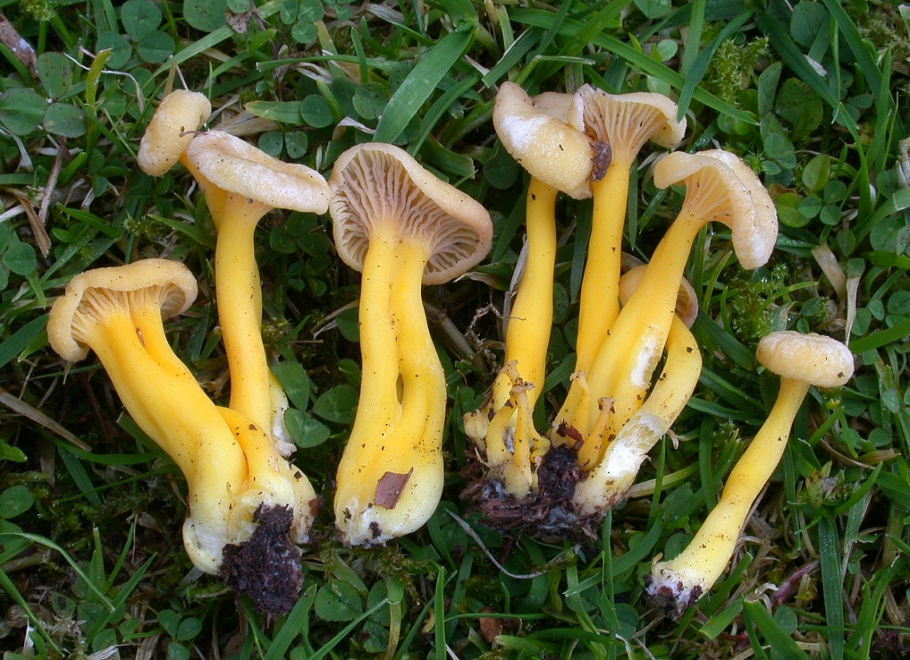 Craterellus tubaeformis