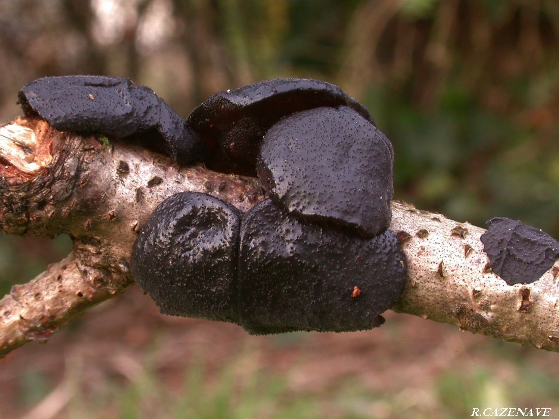 Exidia truncata 1