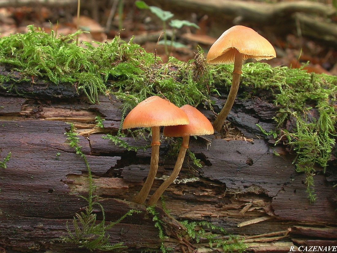 Galerina marginata