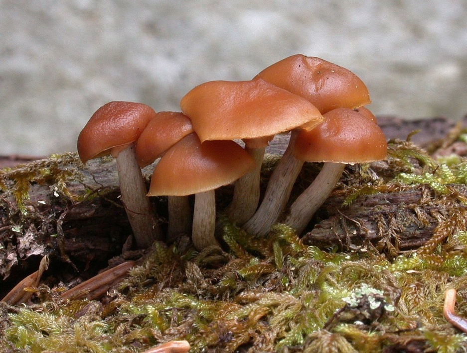 Galerina marginata