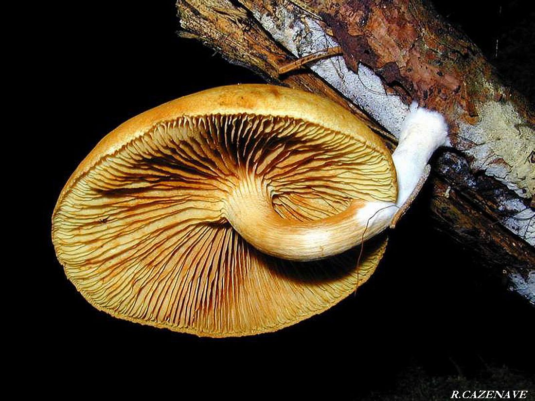 Gymnopilus penetrans 2