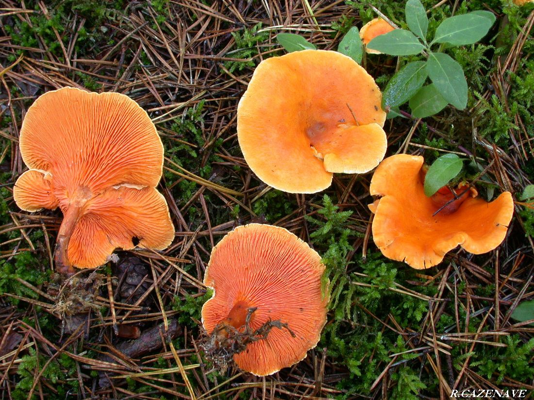 Hygrophoropsis aurantiaca 1