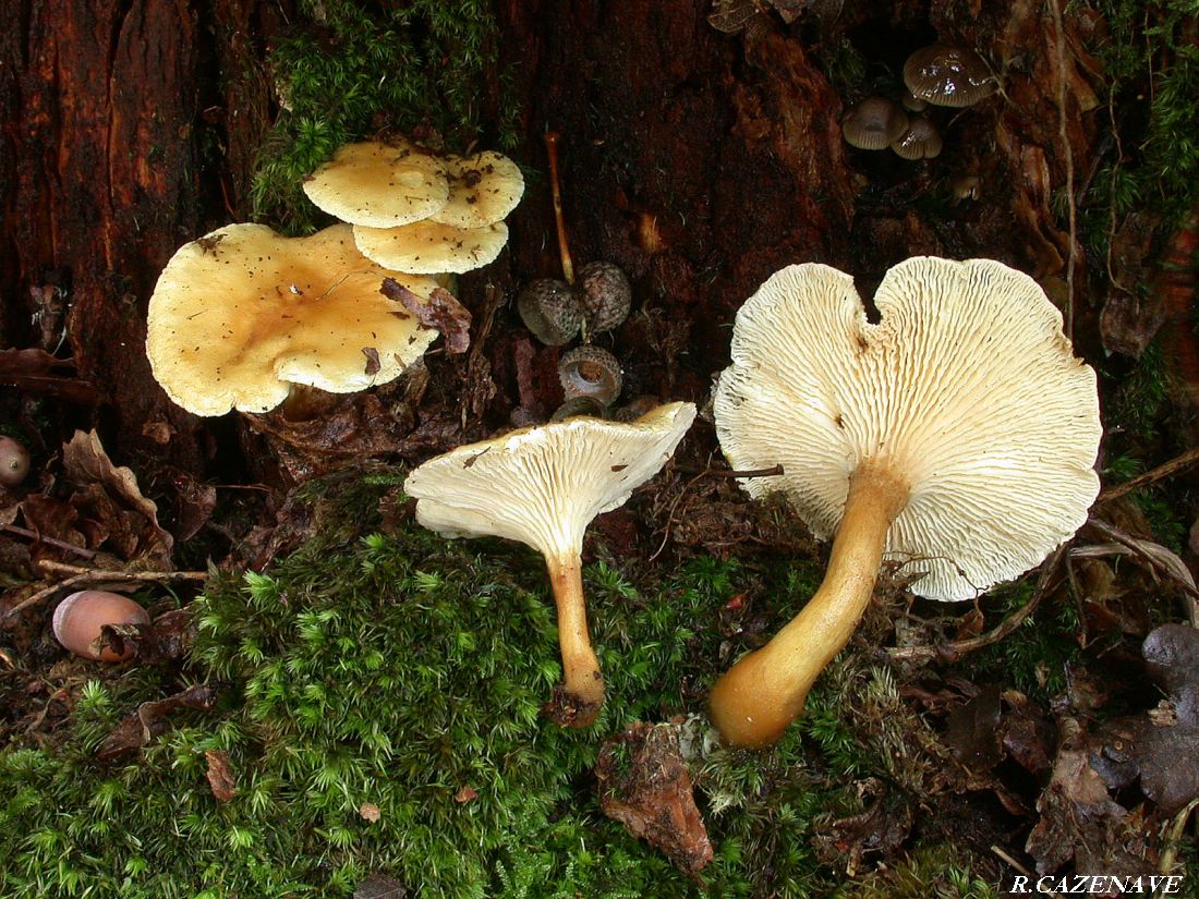 Hygrophoropsis aurantiaca 2