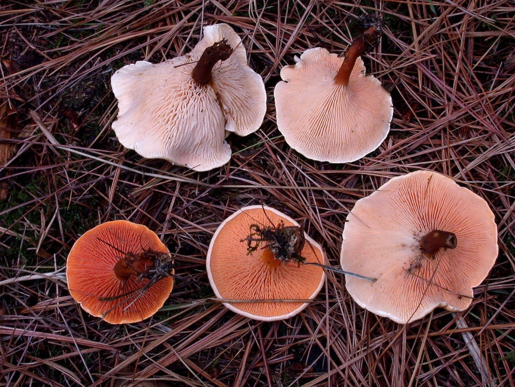 Hygrophoropsis aurantiaca 3