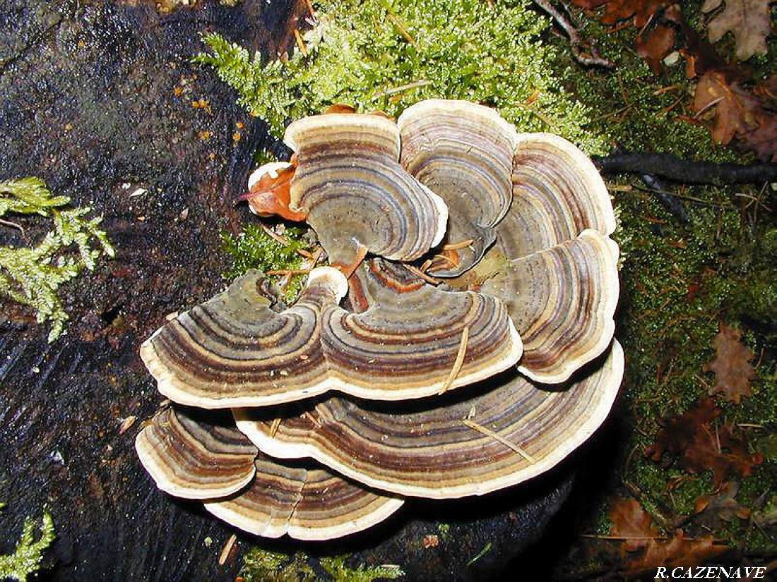 Trametes versicolor 1