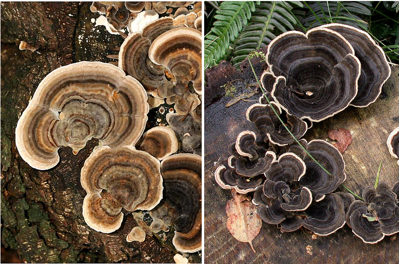 Trametes versicolor 3